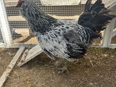 FREE Rooster