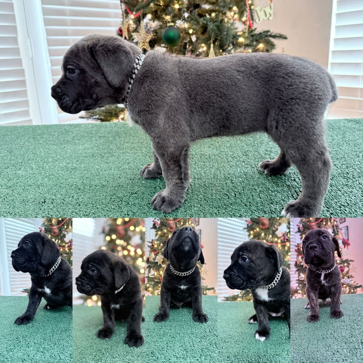 AKC Registered Cane Corso Puppies for sale