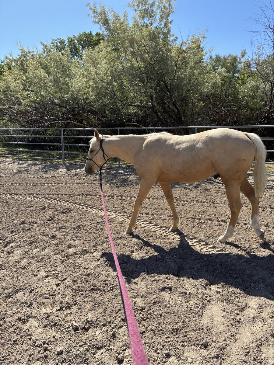 Yearling Golden Palomino Gelding