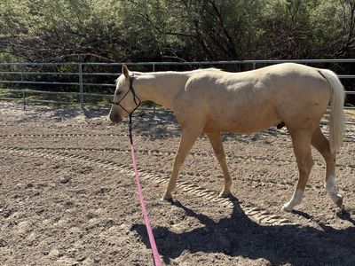 Yearling Golden Palomino Gelding