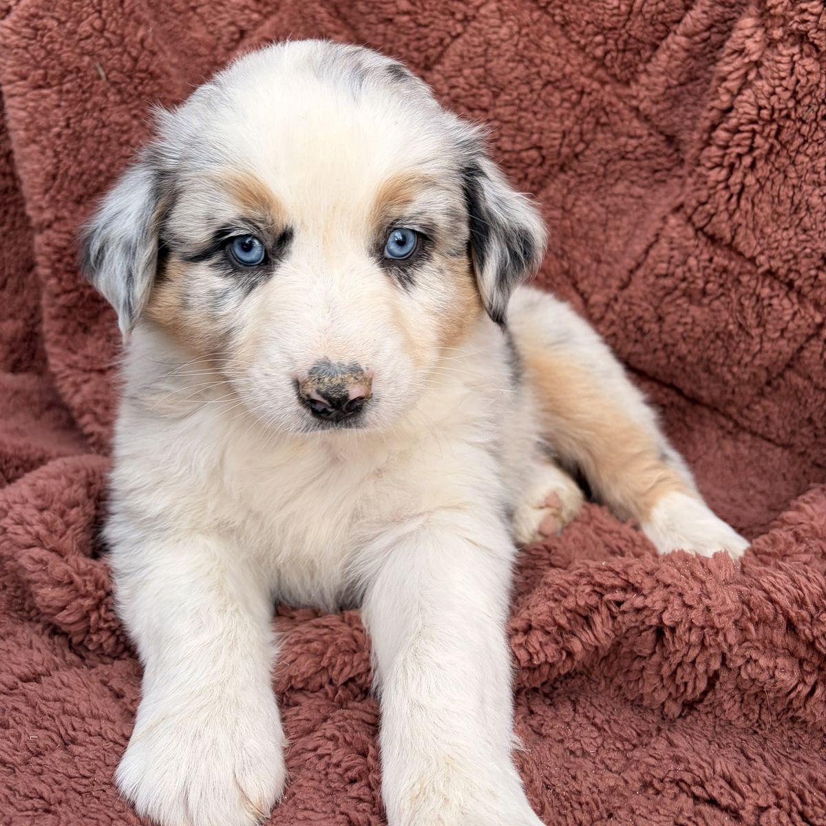 Australian Shepherd Puppy