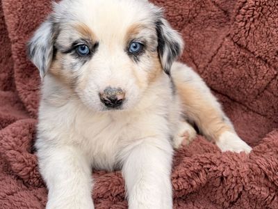 Australian Shepherd Puppy