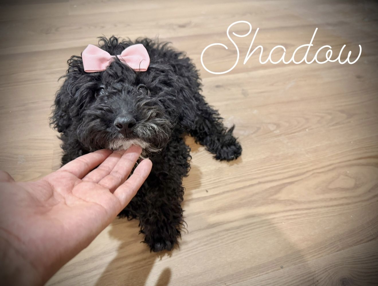 Purebred Mini poodle puppy