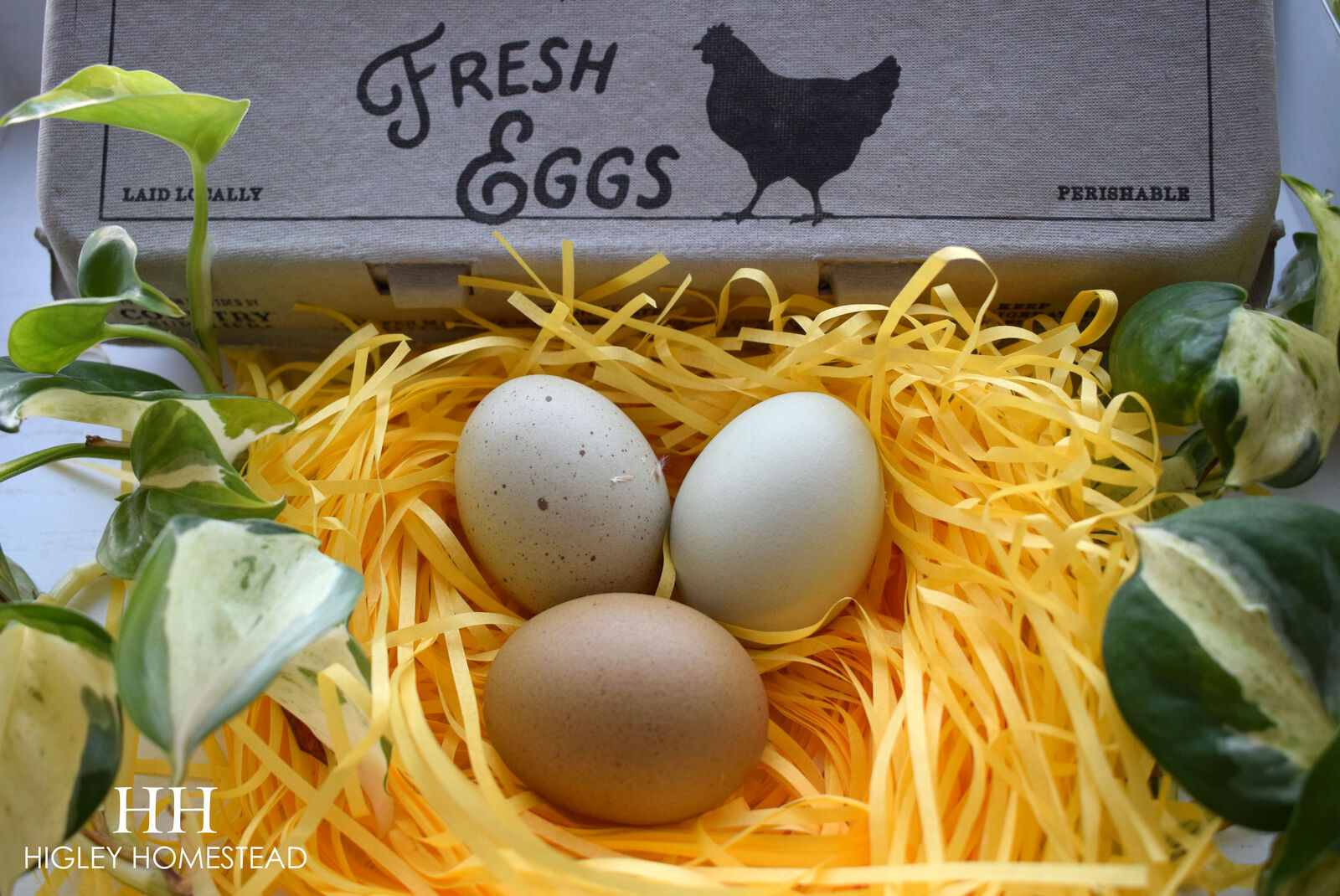 Silverudds Blue Hatching Eggs