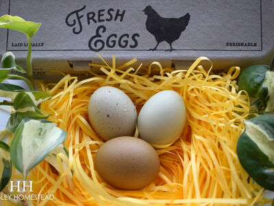 Silverudds Blue Hatching Eggs