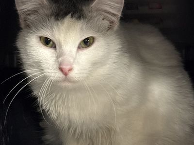Hello my name is Snowbell