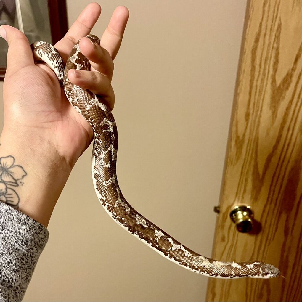 Kenyan Sand Boa – Axanthic (2019) – $100