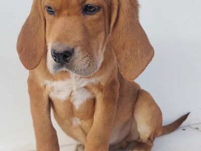 Bluetick Hound/Bluenose Pitbull mix
