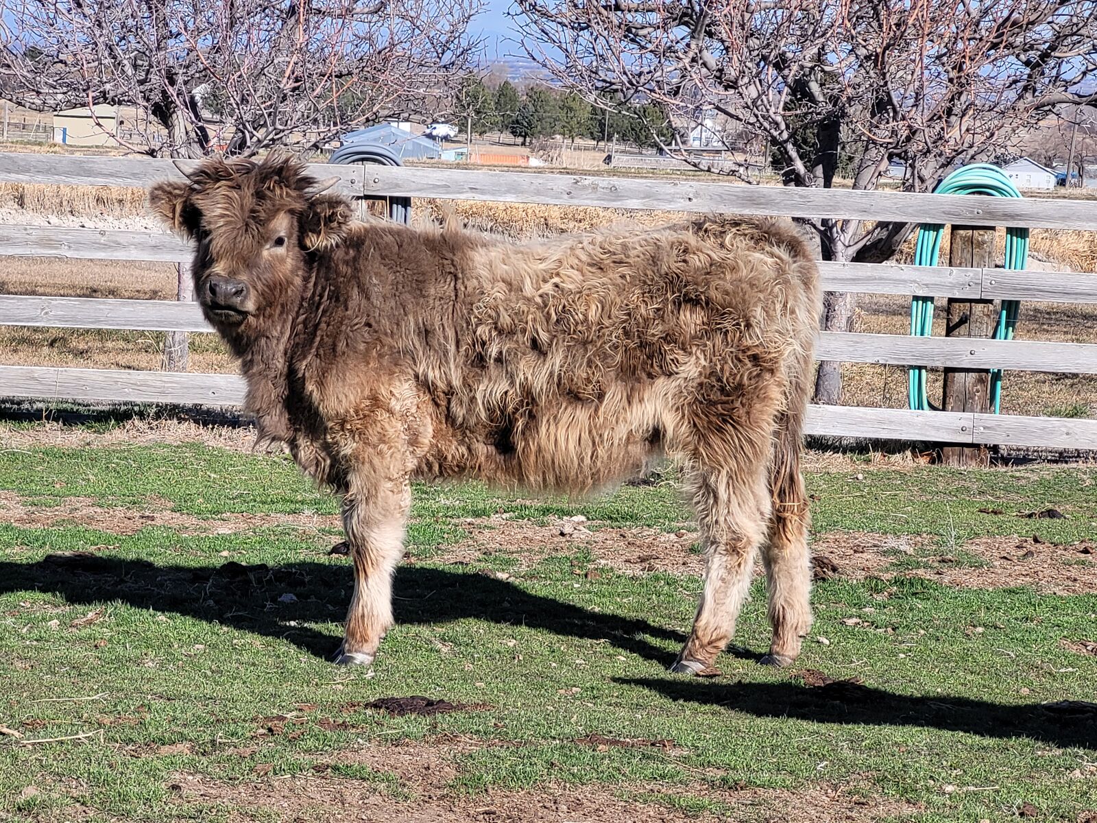 Highland Cross Heifers