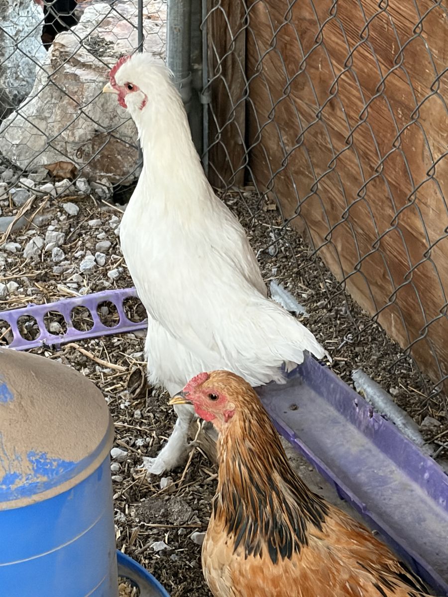 6 week old chickens