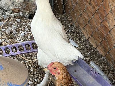 6 week old chickens