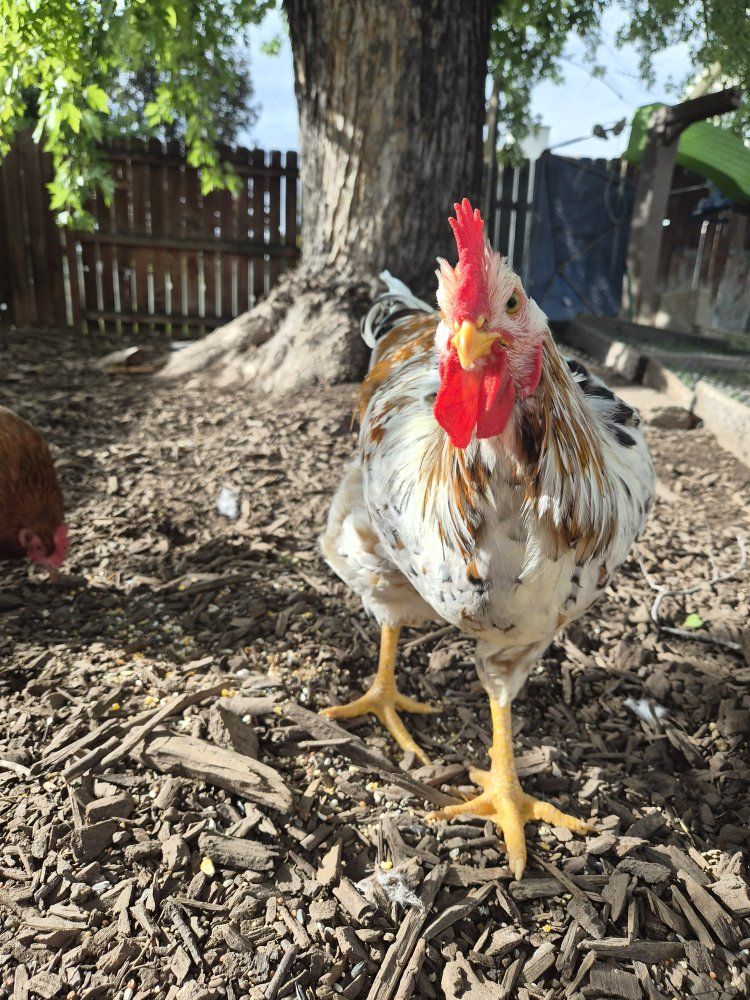 handsome young friendly rooster