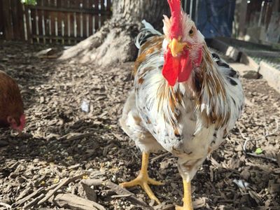 handsome young friendly rooster