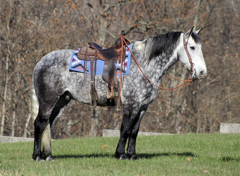 Dapple Grey Draft Cross Gelding