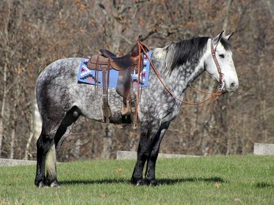Dapple Grey Draft Cross Gelding