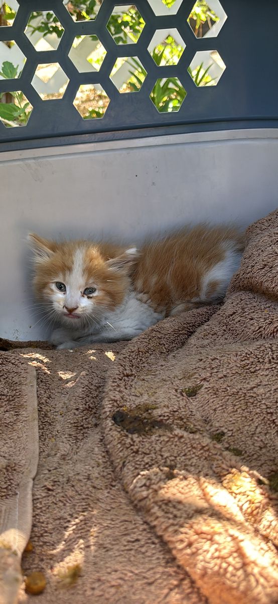 Found kitten