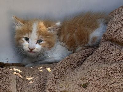 Found kitten