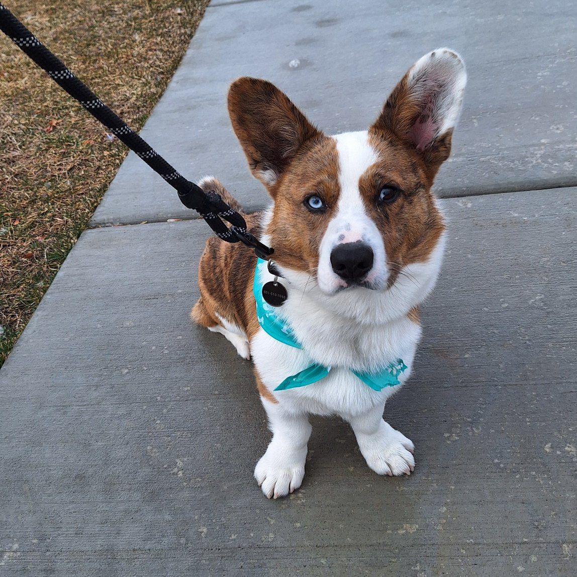 Cardigan Welsh Corgi Stud