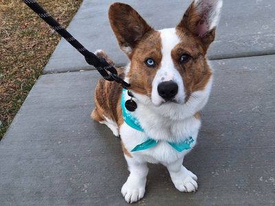 Cardigan Welsh Corgi Stud