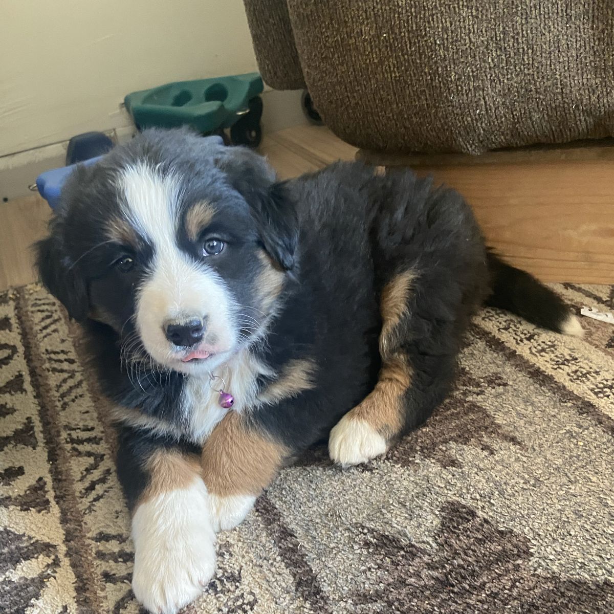 Bernese Mountain Dog/Border Collie Mix