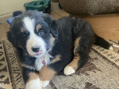Bernese Mountain Dog/Border Collie Mix