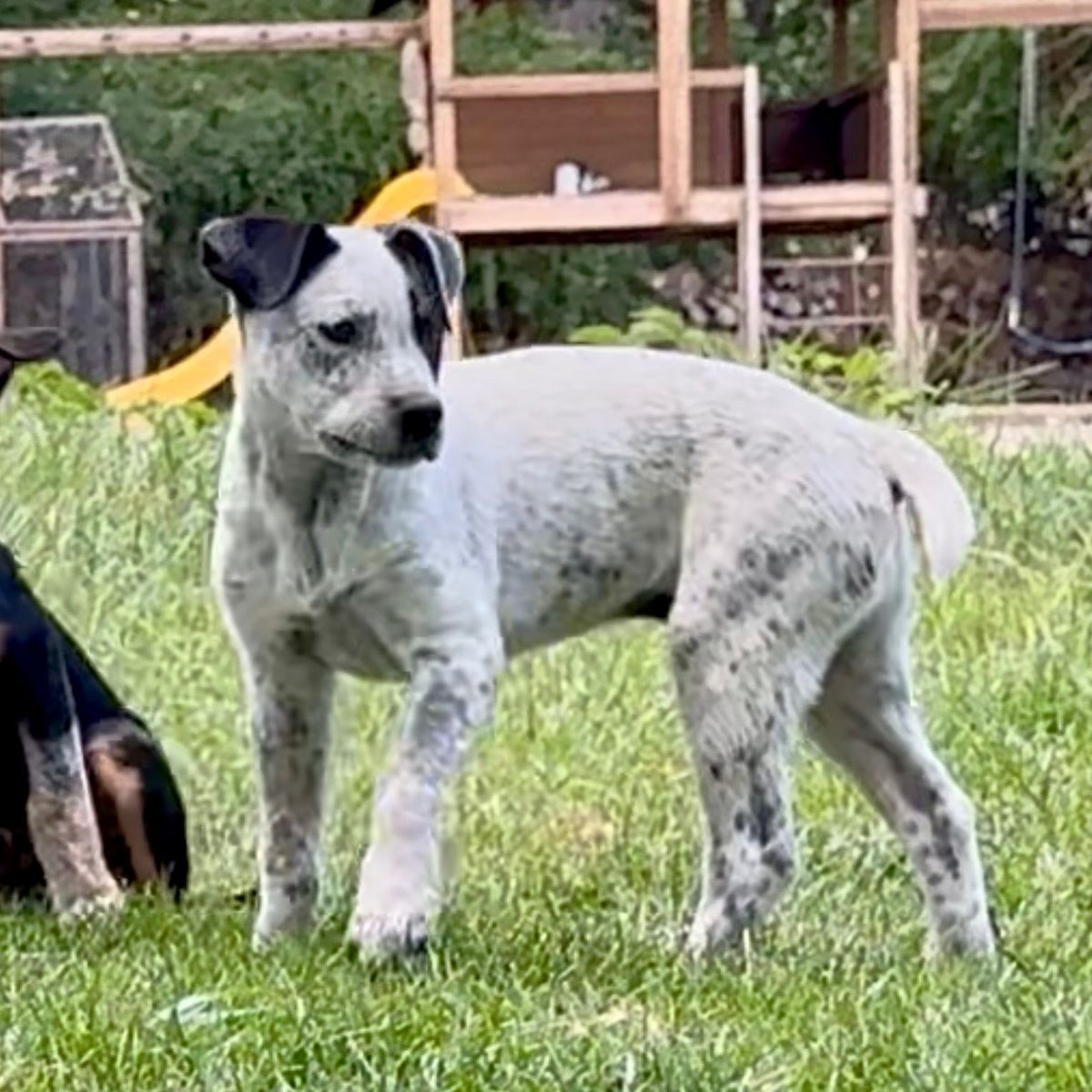 Heeler Puppies