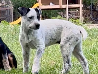 Heeler Puppies