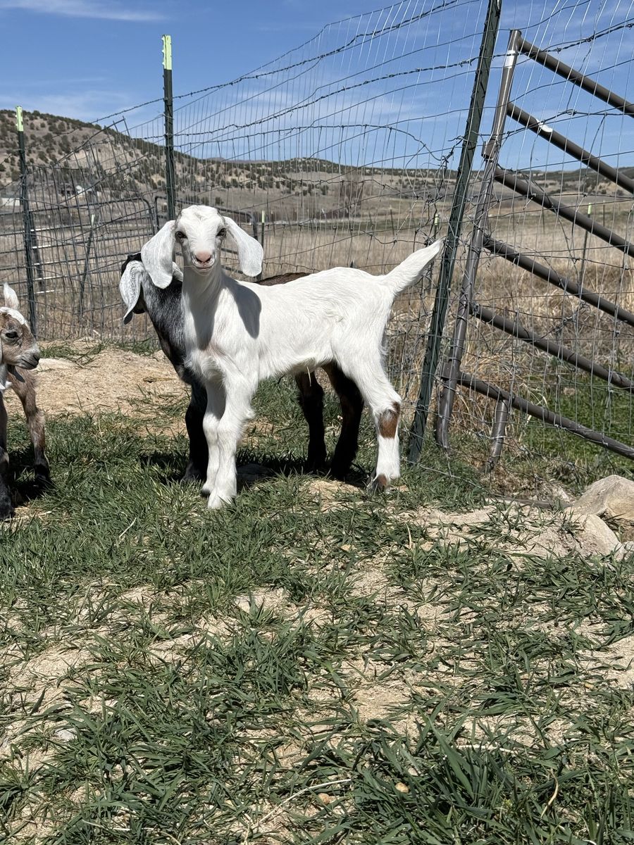 Nubian Female Goat - 2 Months Old