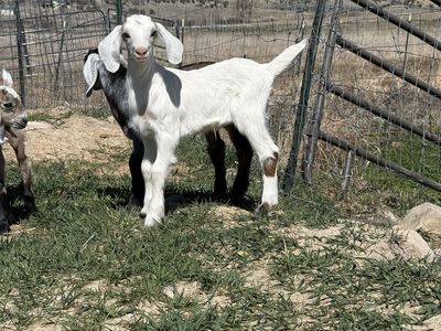 Nubian Female Goat - 2 Months Old