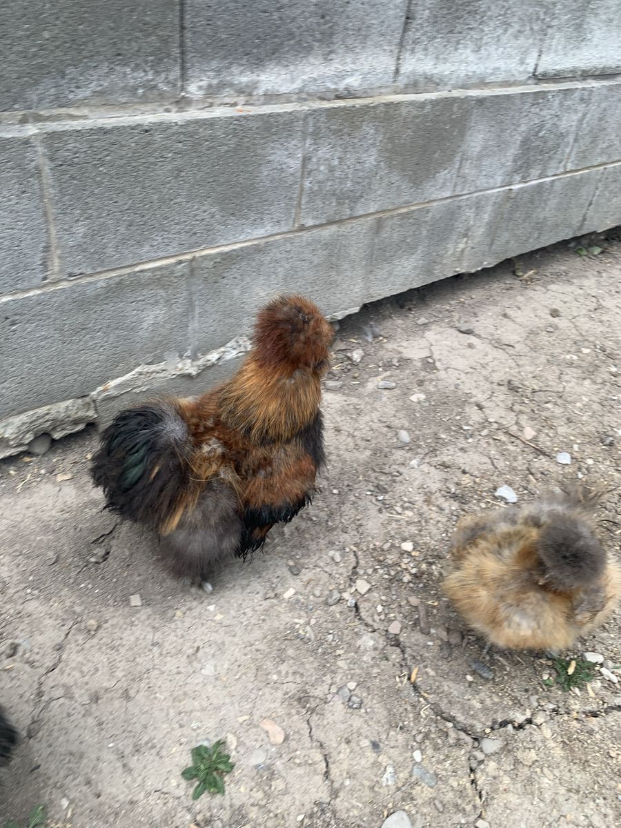 Two free roosters
