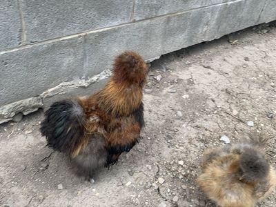 Two free roosters