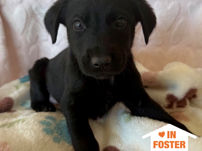 Hello my name is Asteroid