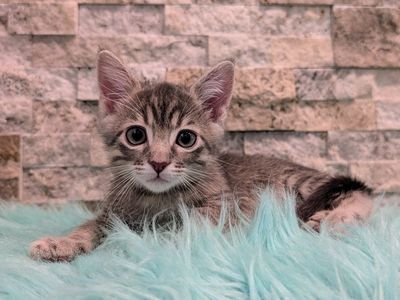 Gorgeous Kittens!!!