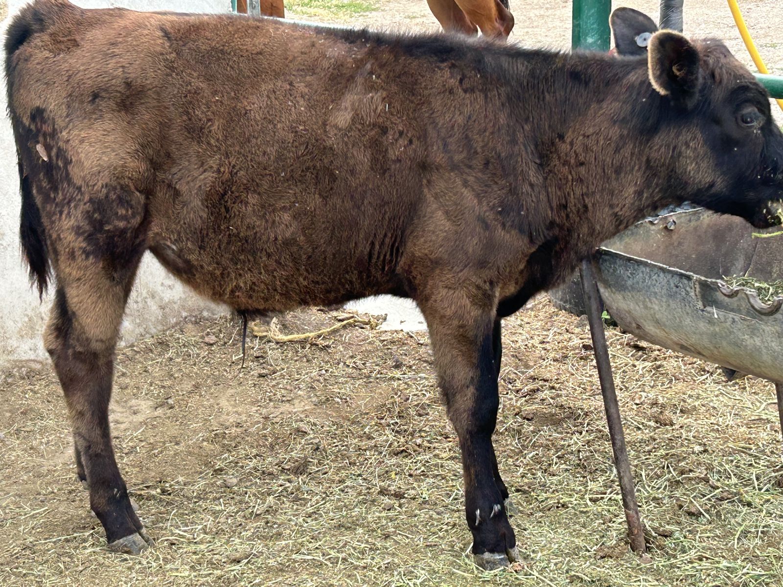 Steers