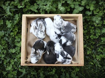 Lucky Lops Rabbitry Purebred Mini lop rabbits for sale