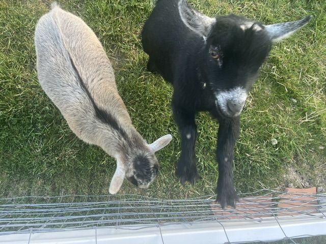 Darling Nigerian Dwarf Goats