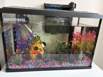 Fish Tank with 4 Neon Fish