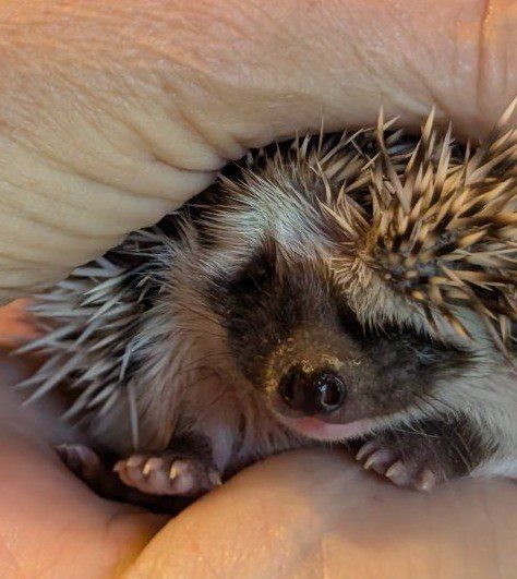 Female Baby Hedgehog "Becca'