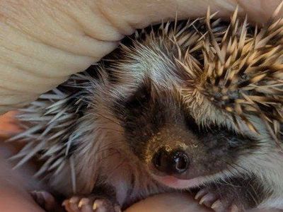 Female Baby Hedgehog "Becca'