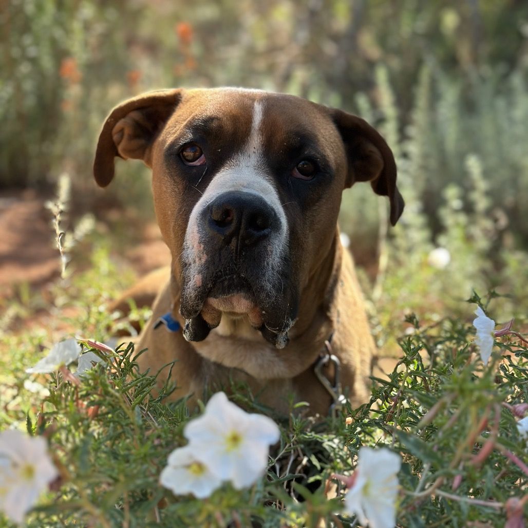 Hello my name is Riggins