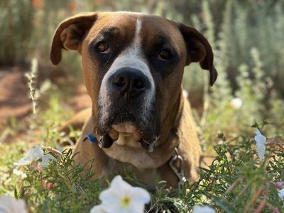 Hello my name is Riggins