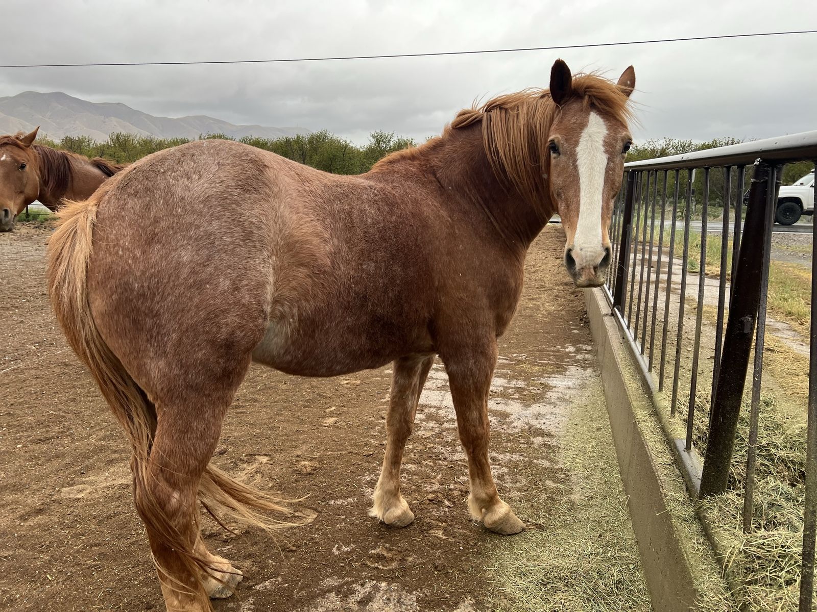 Half Draft Gelding