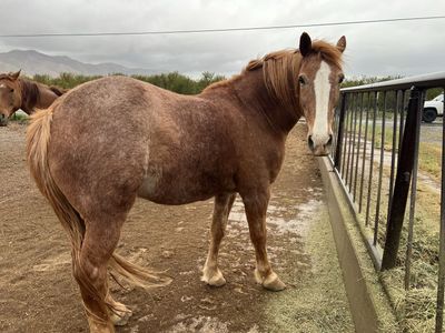 Half Draft Gelding