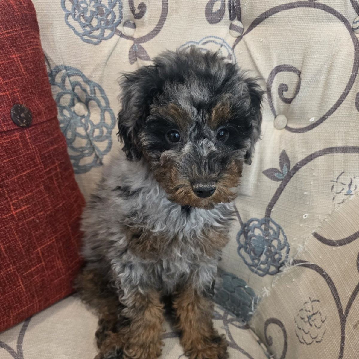 AKC Male Mini/Toy Poodle Bernedoodle Doodle