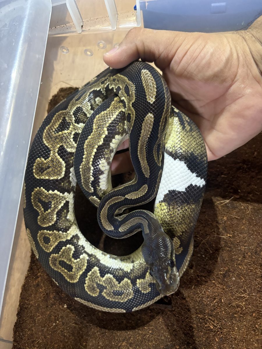 Ball Python