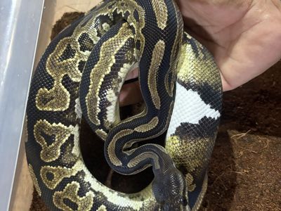 Ball Python