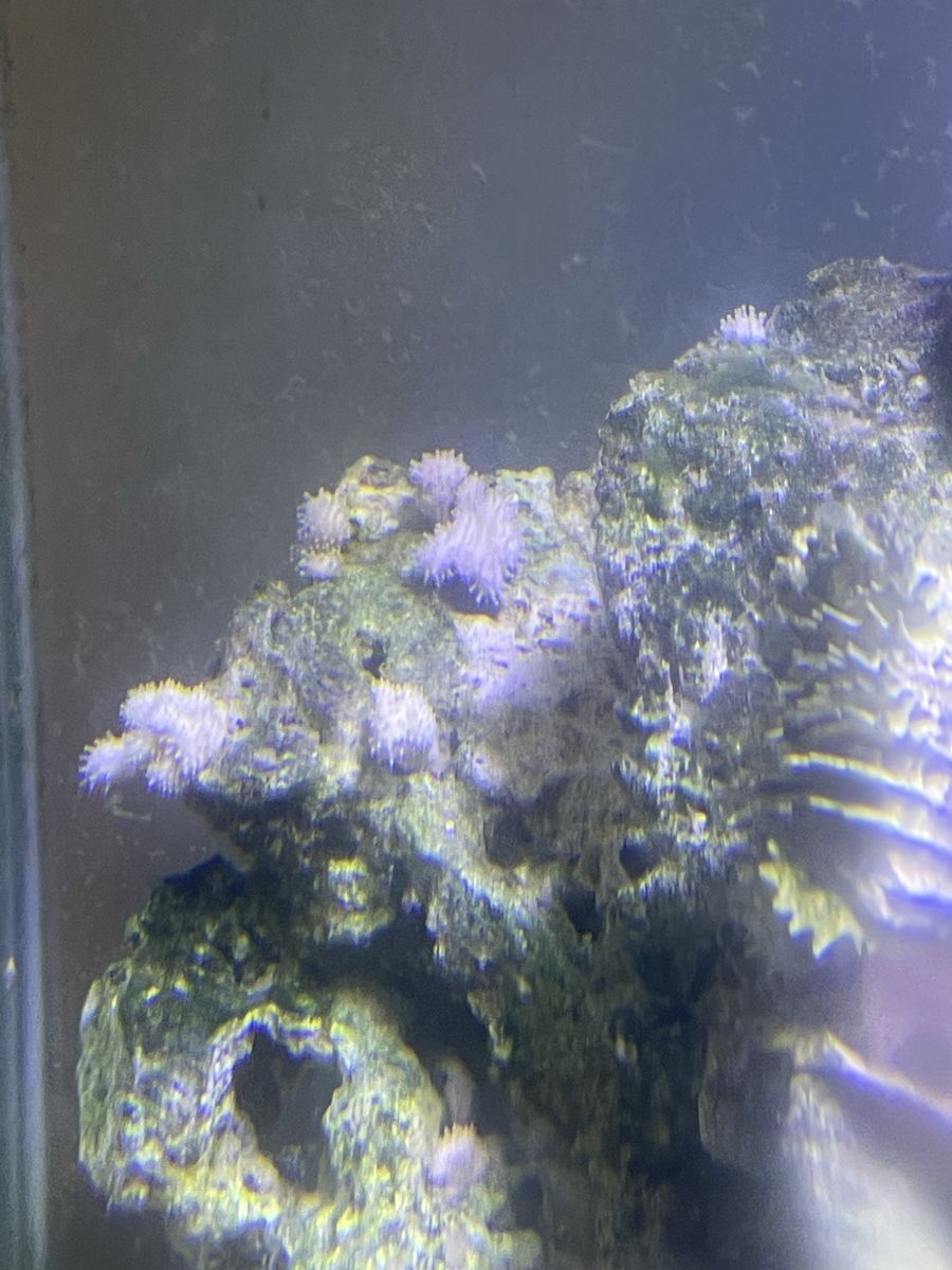 Saltwater fish stuff 