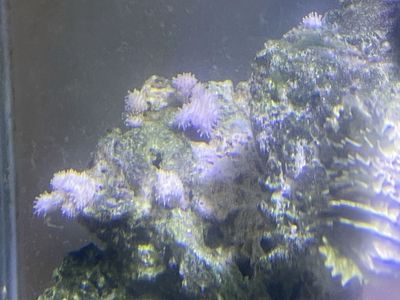 Saltwater fish stuff