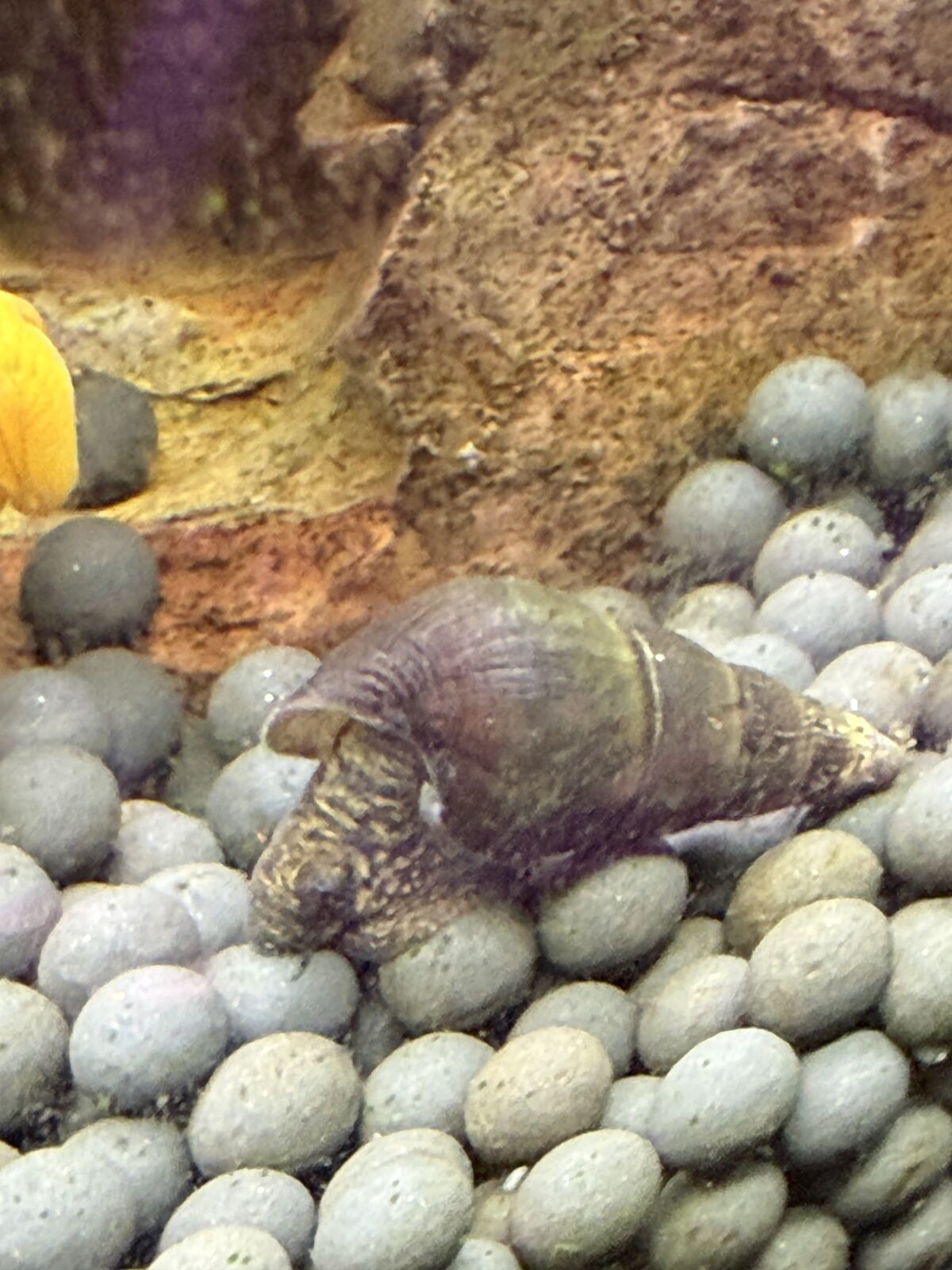 Rabbit snails, mystery snails and japannesse trapdoor snails