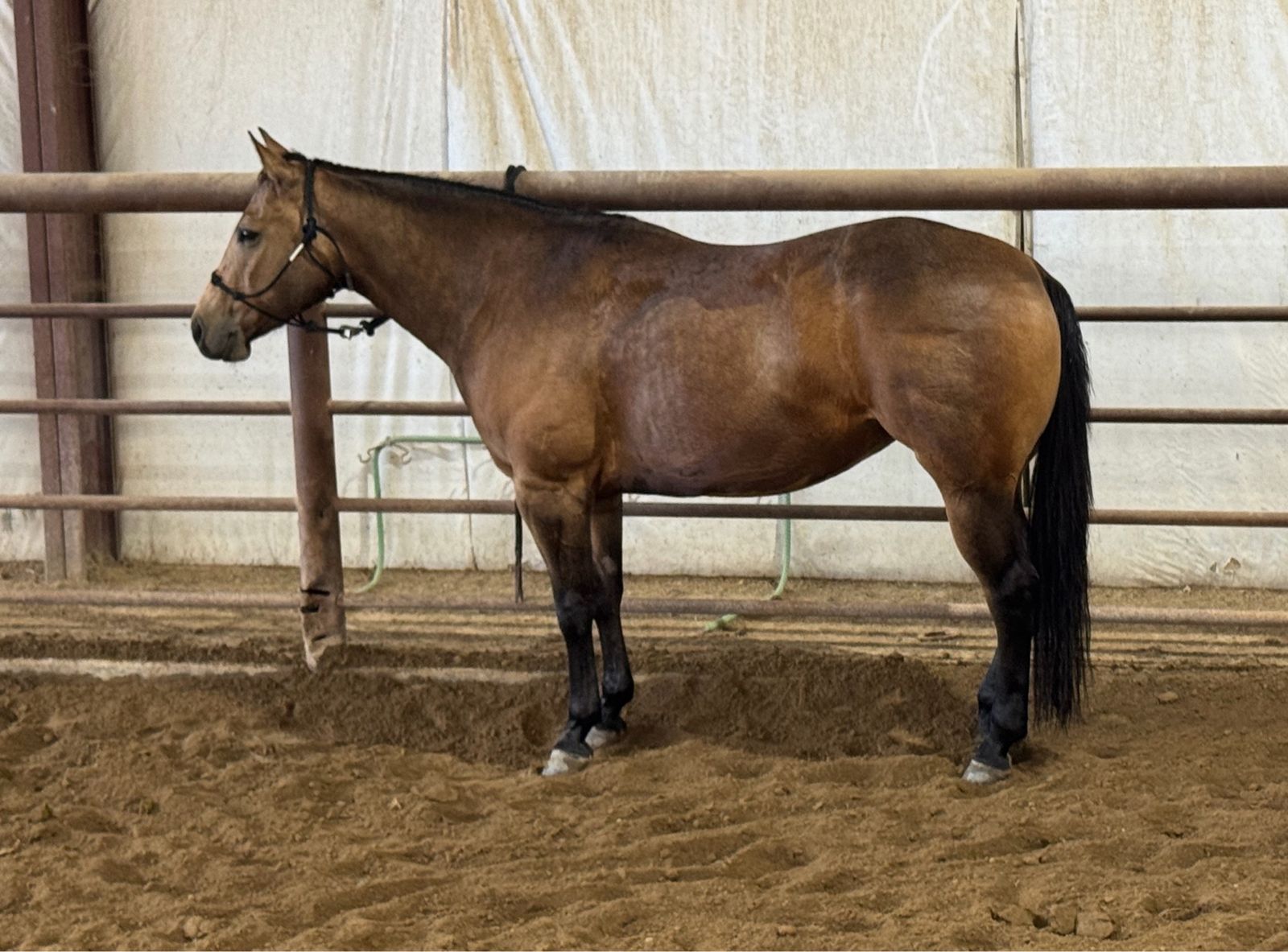 2022 AQHA Buckskin Mare